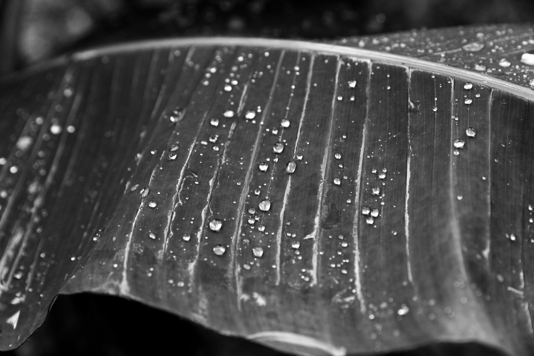 Rain droplets resting across a broad leaf.