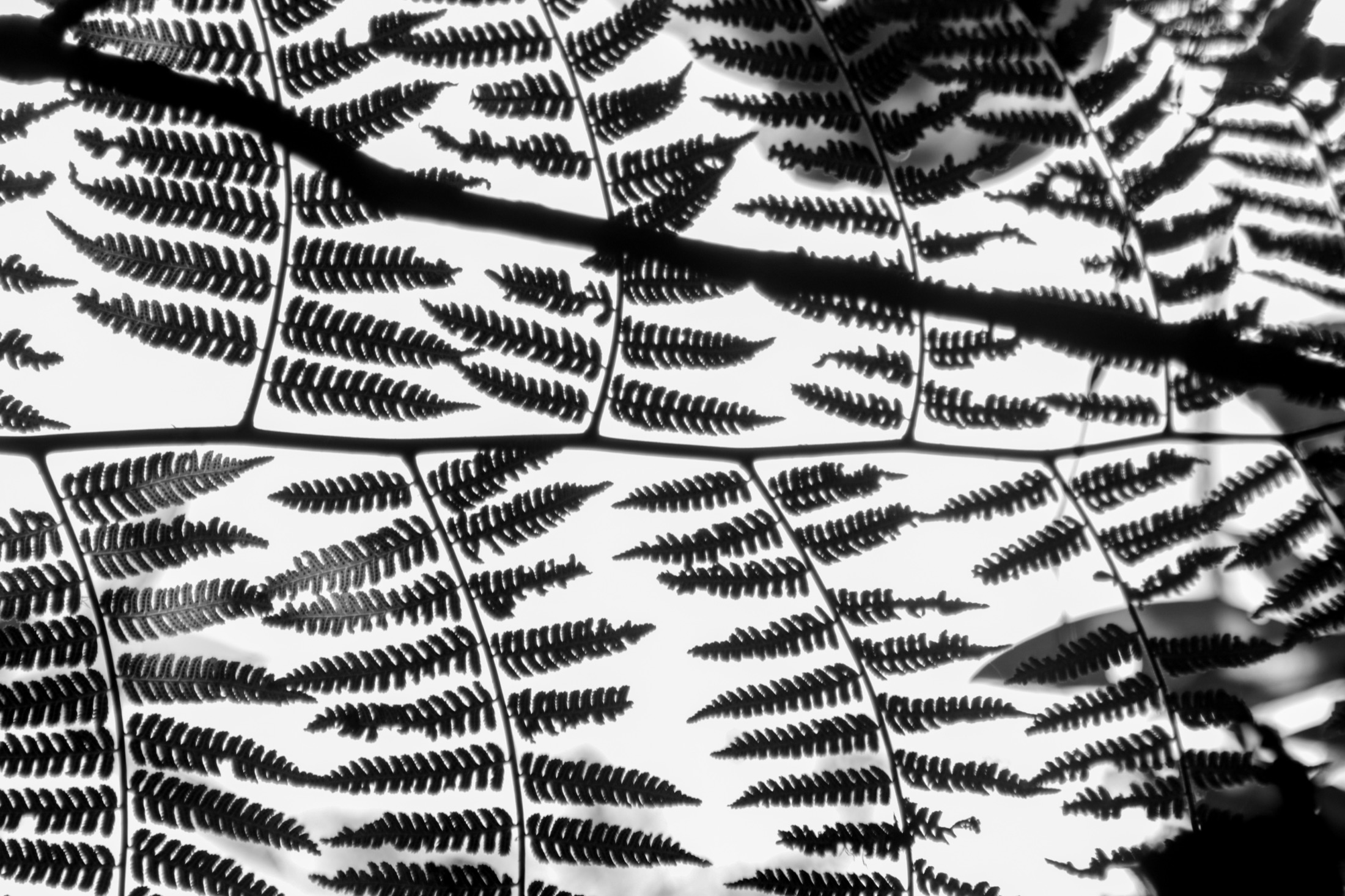 Fern leaves silhouetted against a bright sky.