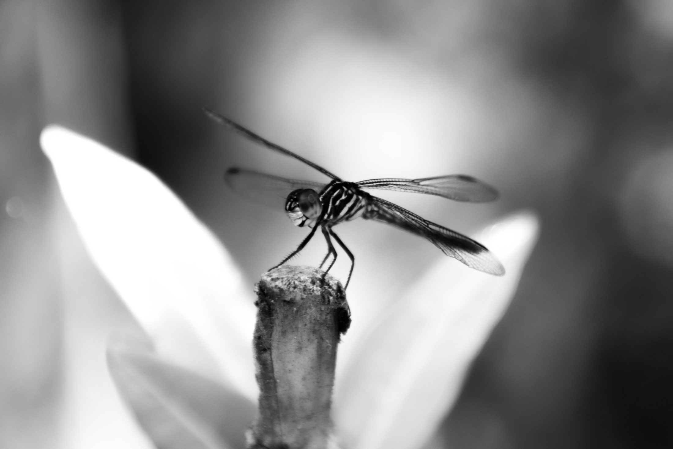 A dragonfly resting on a branch, wings backlit by soft light.